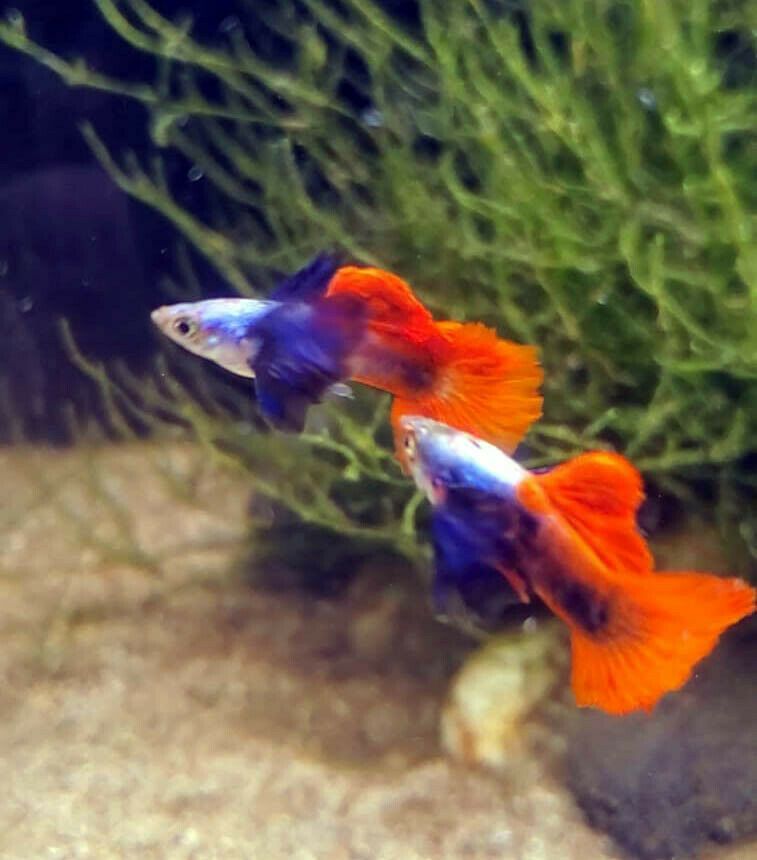 Reddish guppies, small freshwater fish, flaunt vibrant hues amidst aquatic plants. Their sleek bodies shimmer with varying shades of red, accentuated by graceful fins, creating a captivating spectacle within their watery domain.