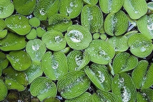 Dwarf Water Lettuce