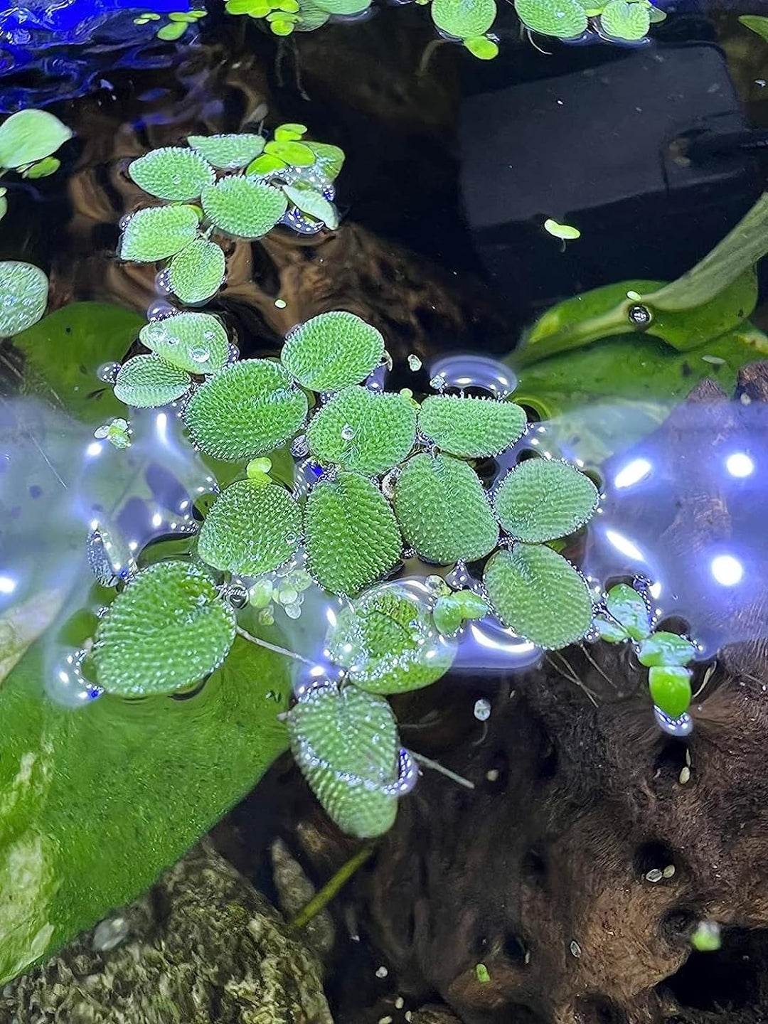 Salvinia Minima