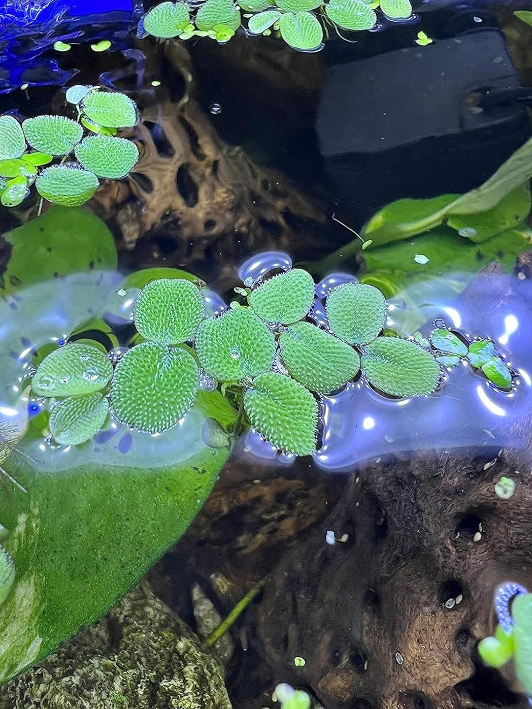 Salvinia Minima