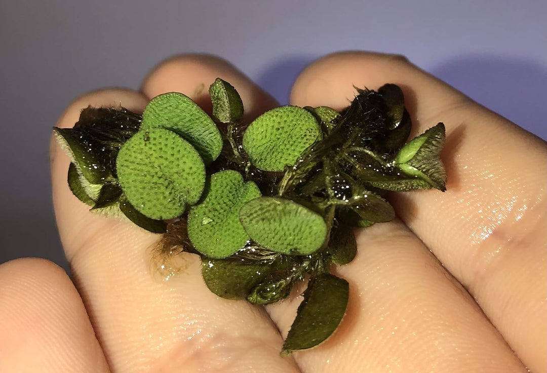 Dwarf Water Lettuce