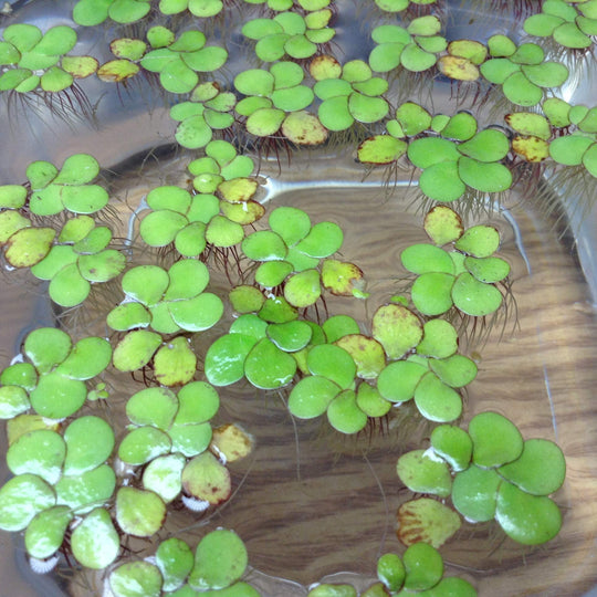 Giant Duckweed