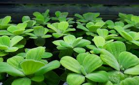 Dwarf Water Lettuce