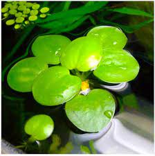 Amazon Frogbit