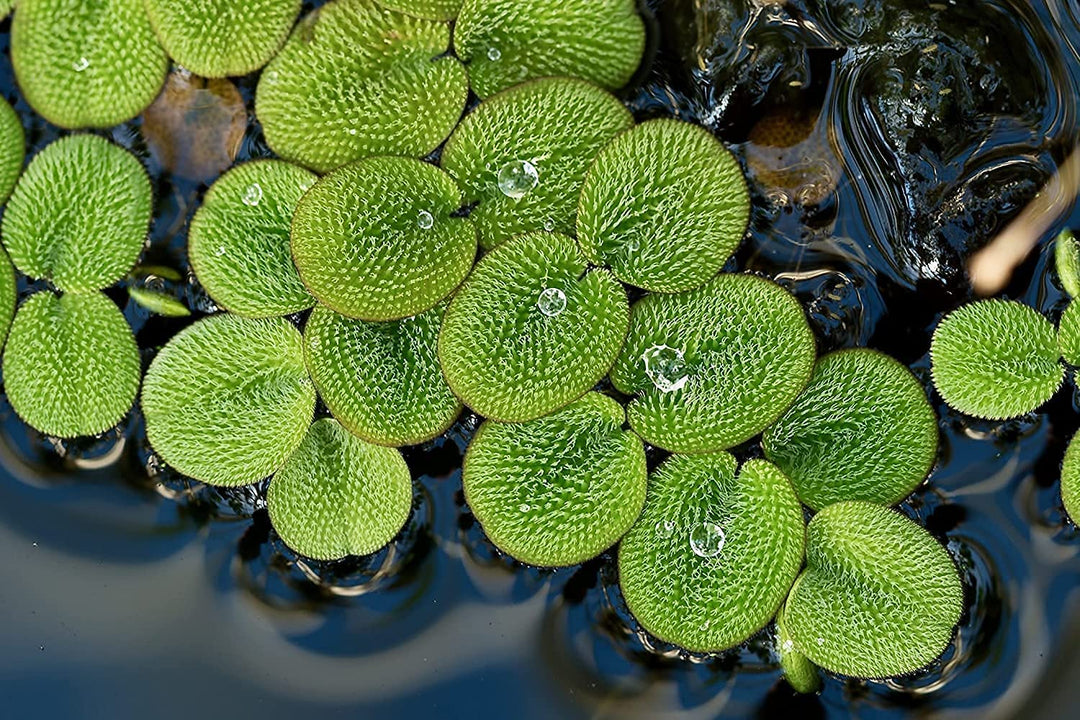 Giant Duckweed